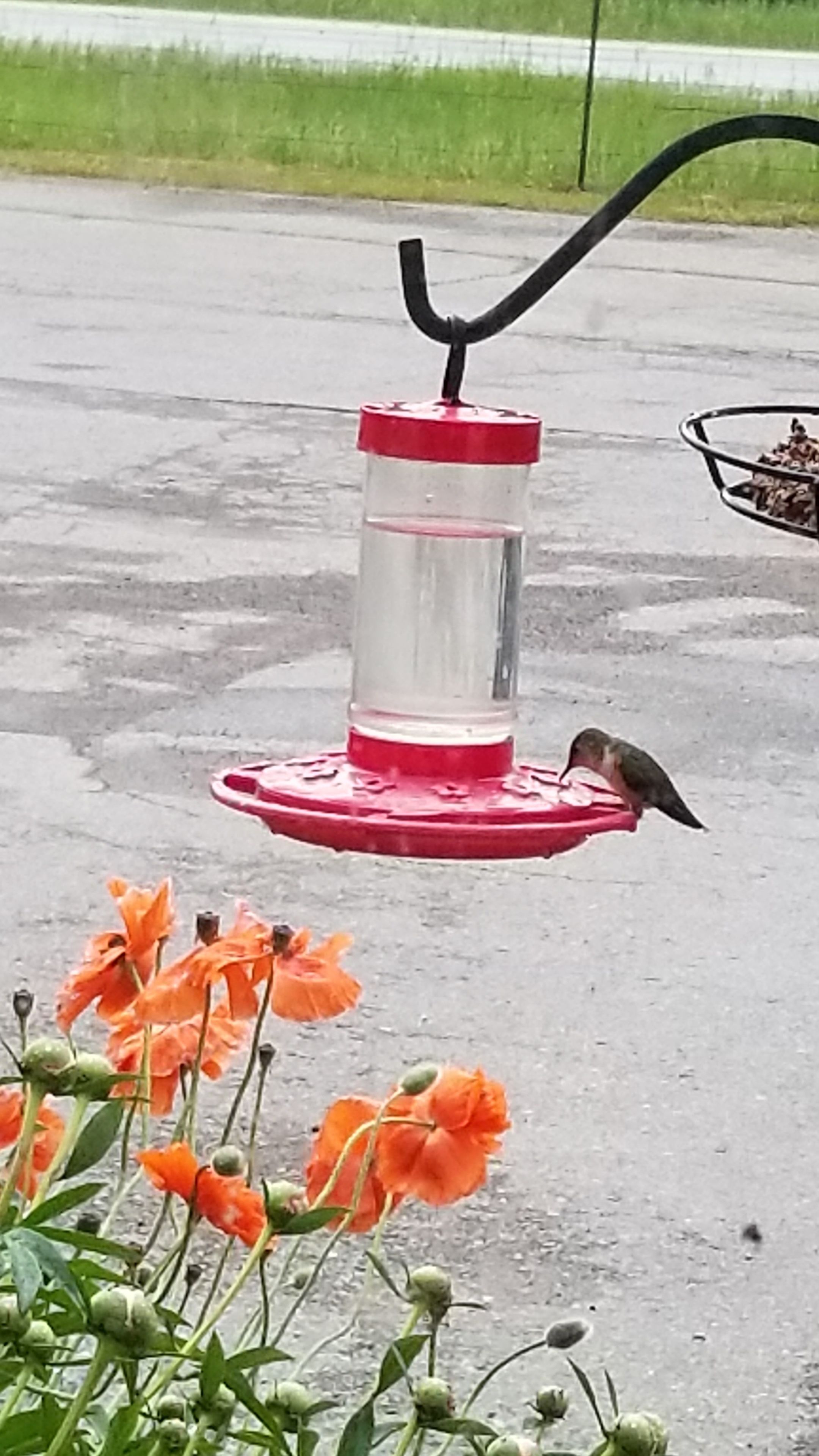 Un uccello appollaiato su un abbeveratoio rosso e bianco con un tubo attaccato.