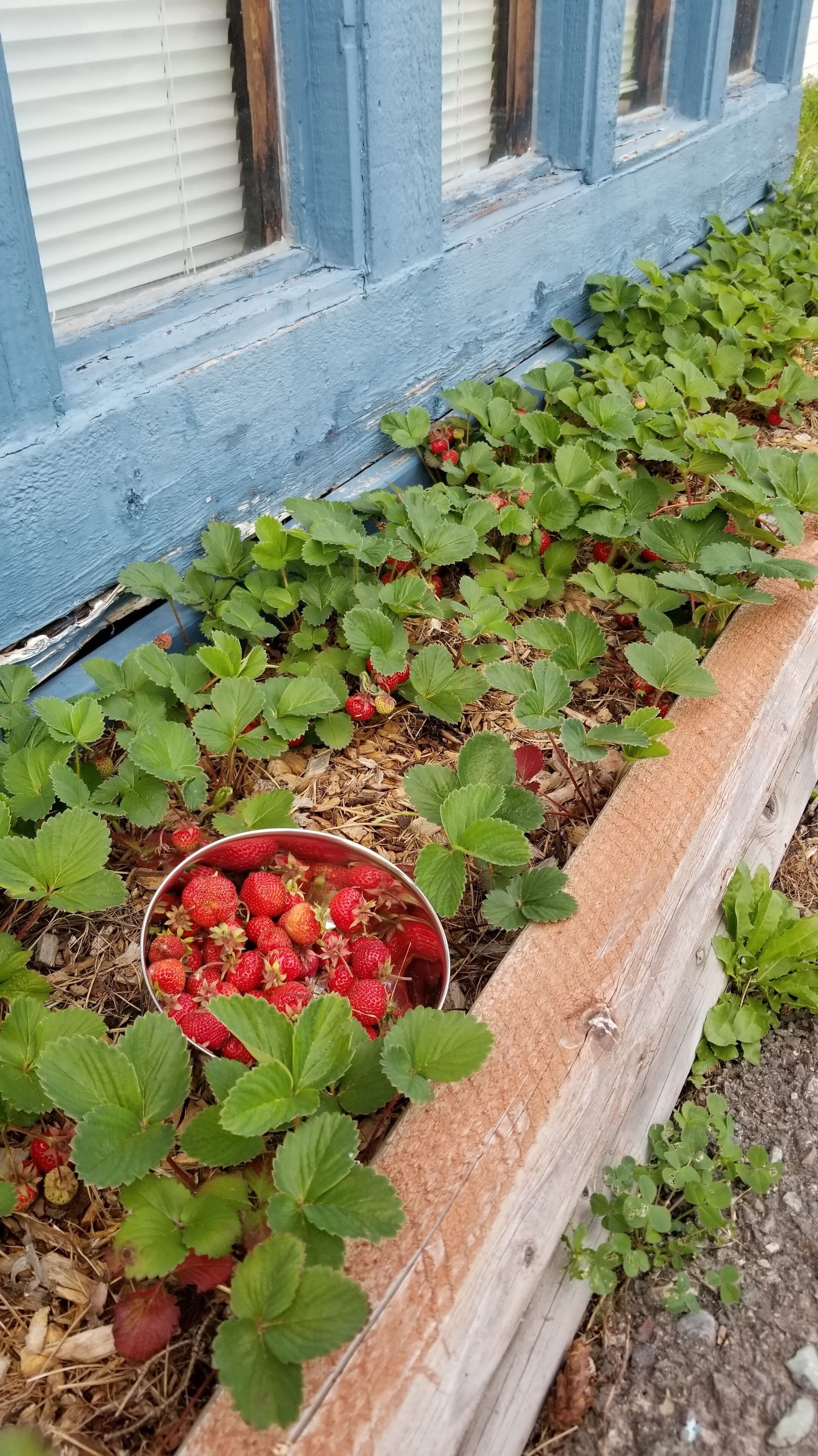 A garden bed with strawberries and a metal bowl filled with strawberries.