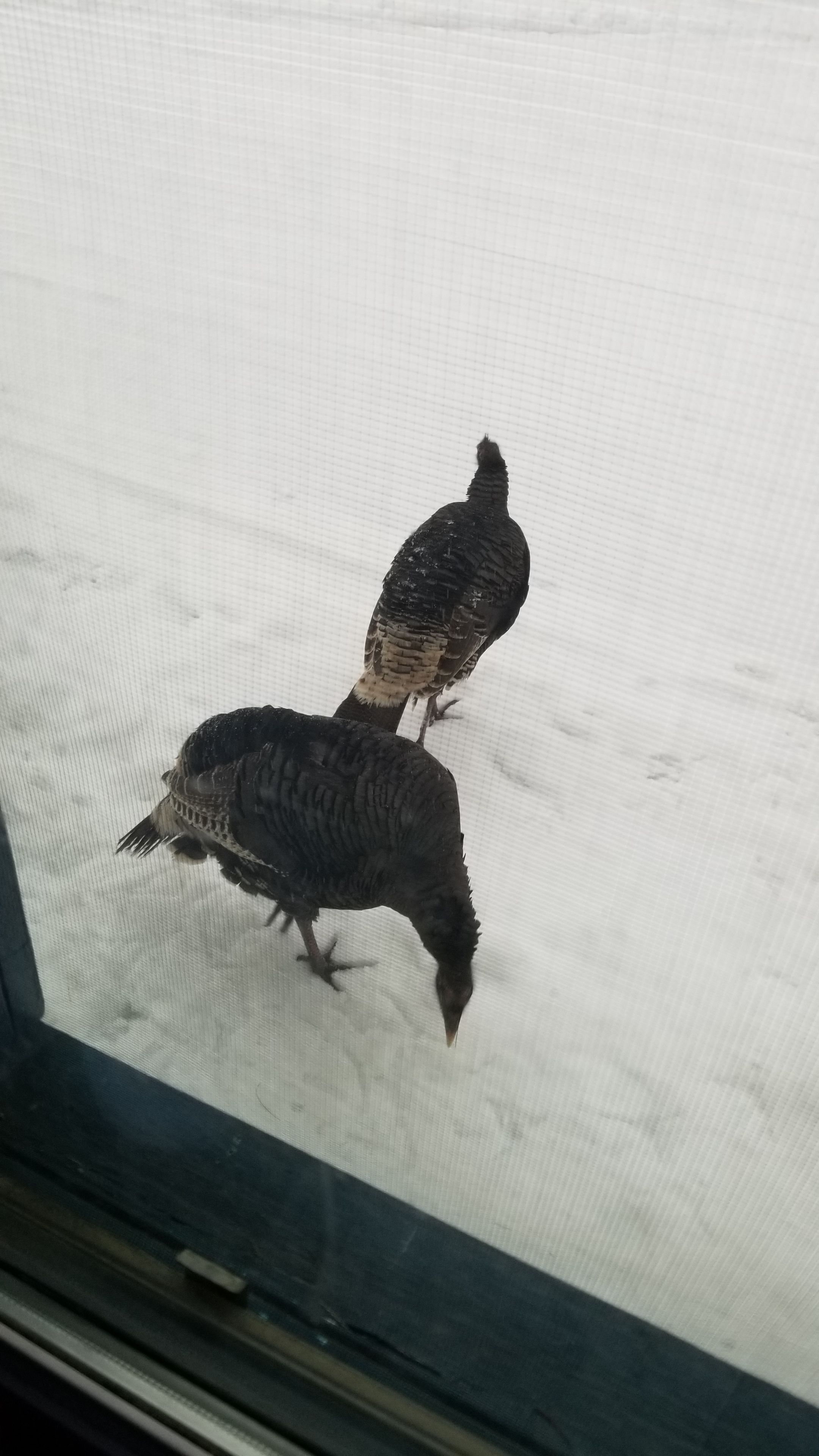 Two birds on a snowy surface.