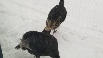 Two birds on a snowy surface.