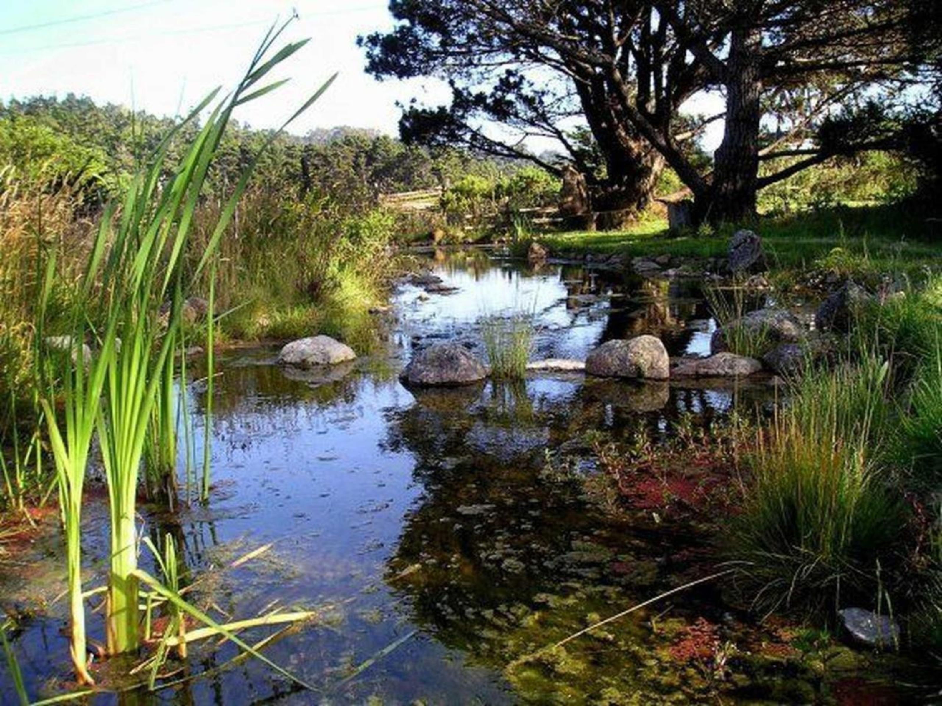 A tranquil pond with rocks and tall grasses, surrounded by lush greenery and a large tree.