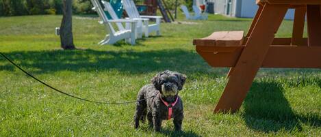 A grassy outdoor area with a dog on a leash, a wooden picnic table, and a white building in the background.