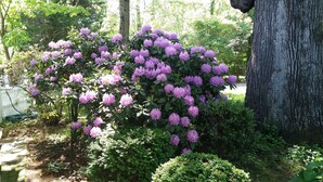 A garden with a large tree and blooming rhododendrons. - A Williamsburg White House (Williamsburg)