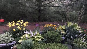 Ein Garten mit verschiedenen Pflanzen und Blumen, darunter gelbe Narzissen und violette Blüten.