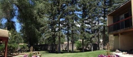 A landscaped outdoor area with a lawn, wooden planters with flowers, and tall trees.