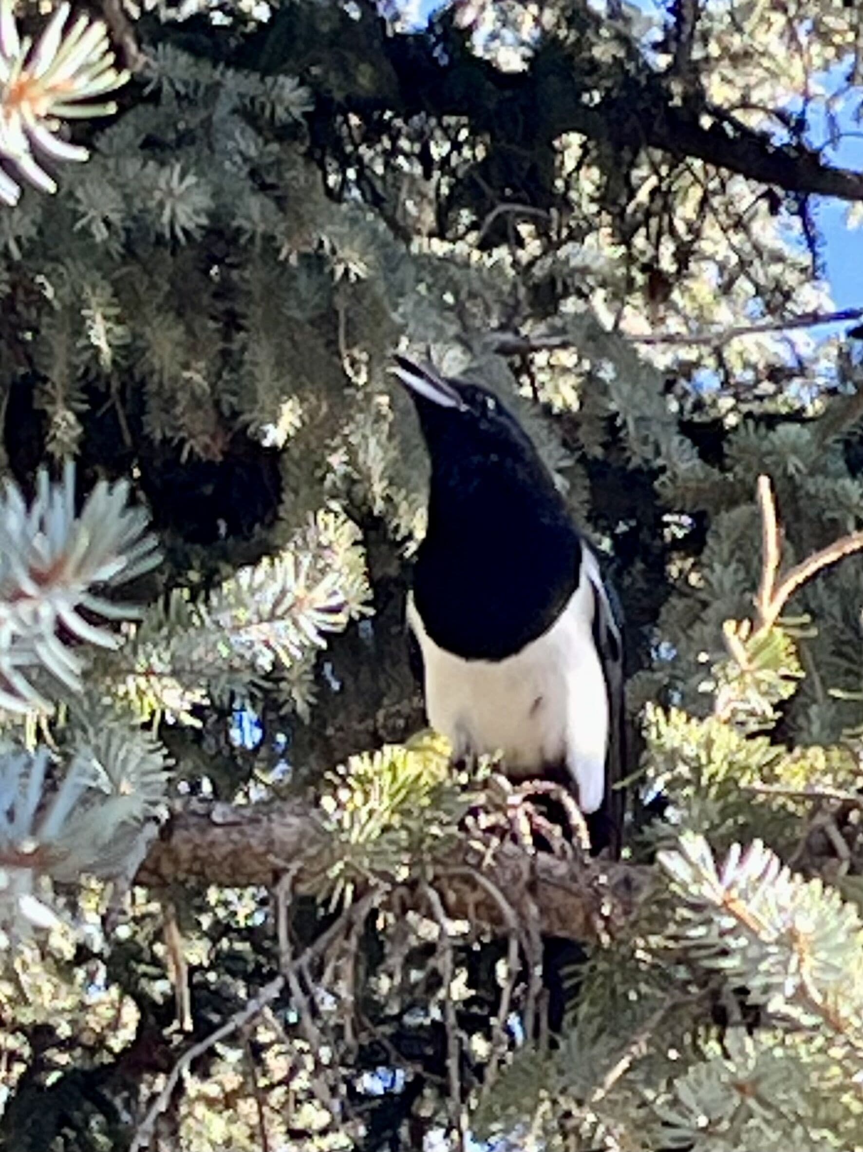 Un pájaro posado en una rama de árbol.