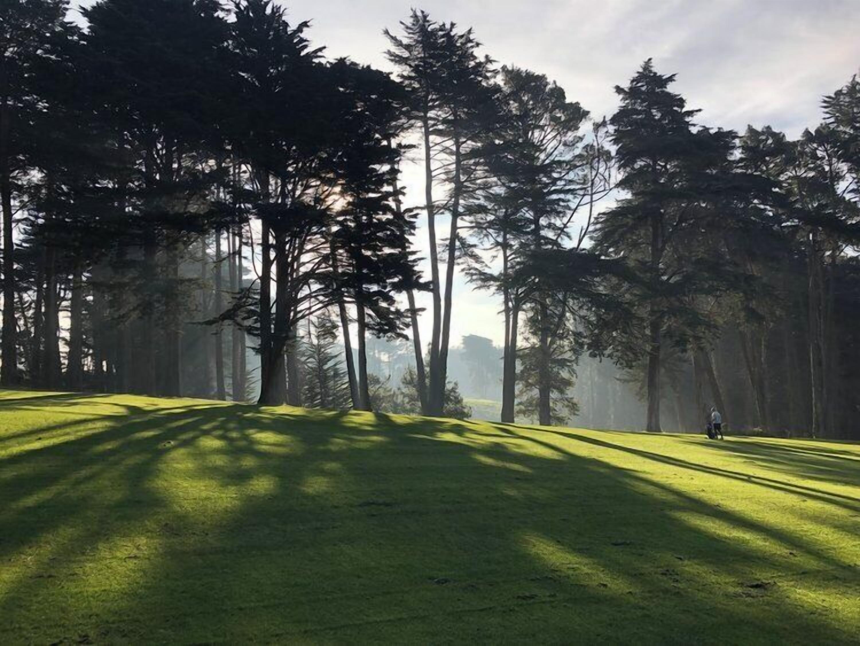 A forested area with tall trees and a grassy field.