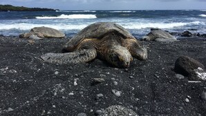 A sea turtle on a rocky beach with waves in the background. - Hawaii Island Resort (Naalehu)
