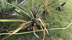 A garden with various plants, including a prominent pineapple plant. - Hawaii Island Resort (Naalehu)