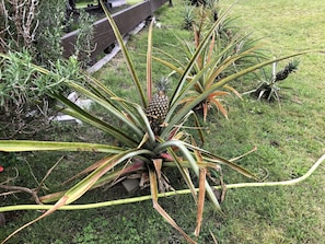 Breakfast meal - Hawaii Island Resort (Naalehu)