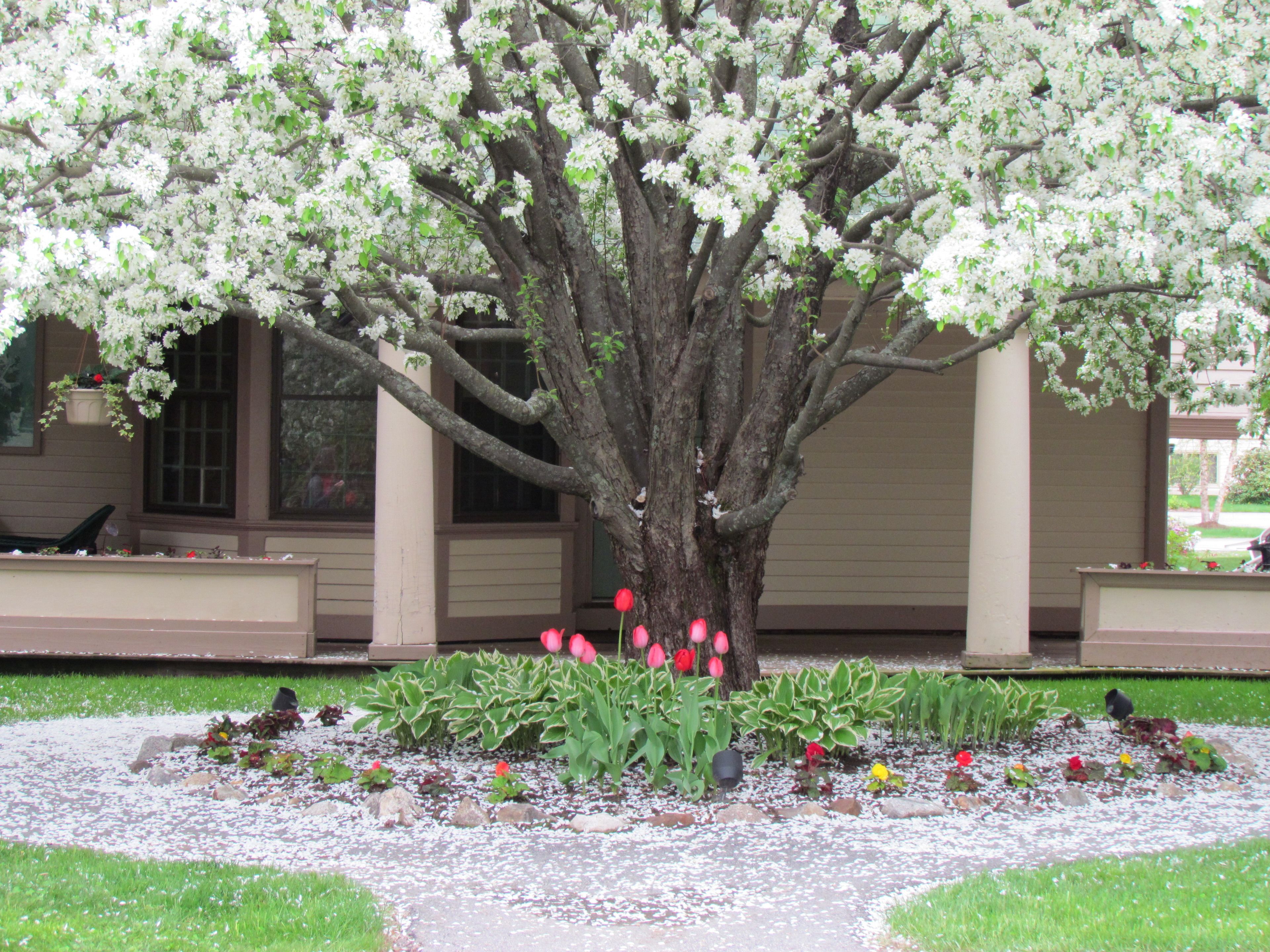Un árbol con flores blancas, tulipanes rosas y una variedad de otras plantas en un jardín.