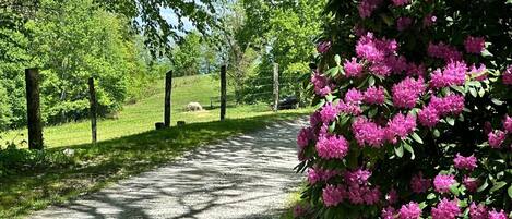A gravel path leading through a green landscape with dense shrubbery and trees.