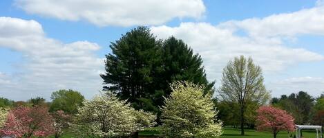 A park with a gazebo, trees, and a clear sky.