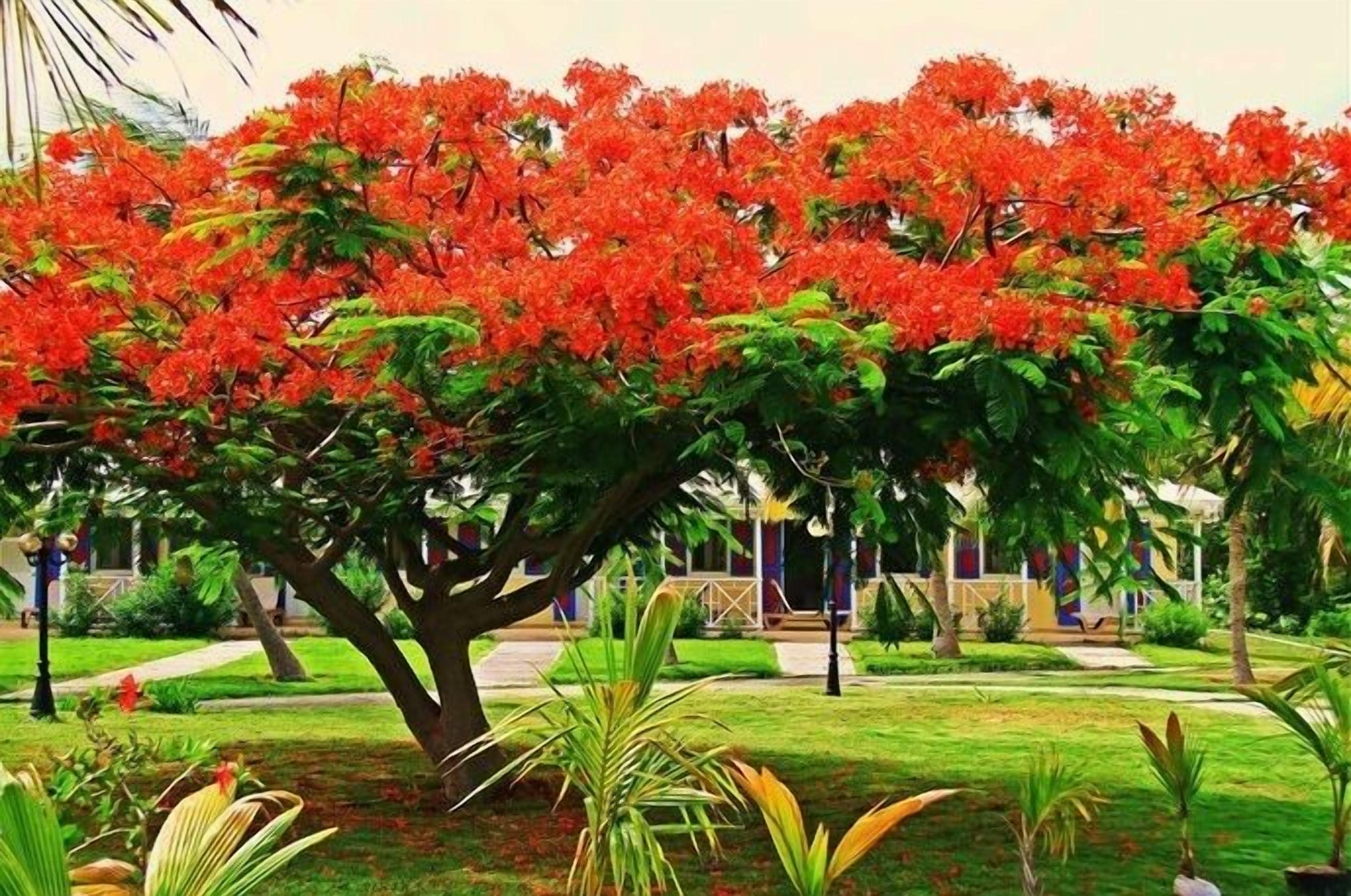 Un árbol con flores rojas en un jardín cuidado.