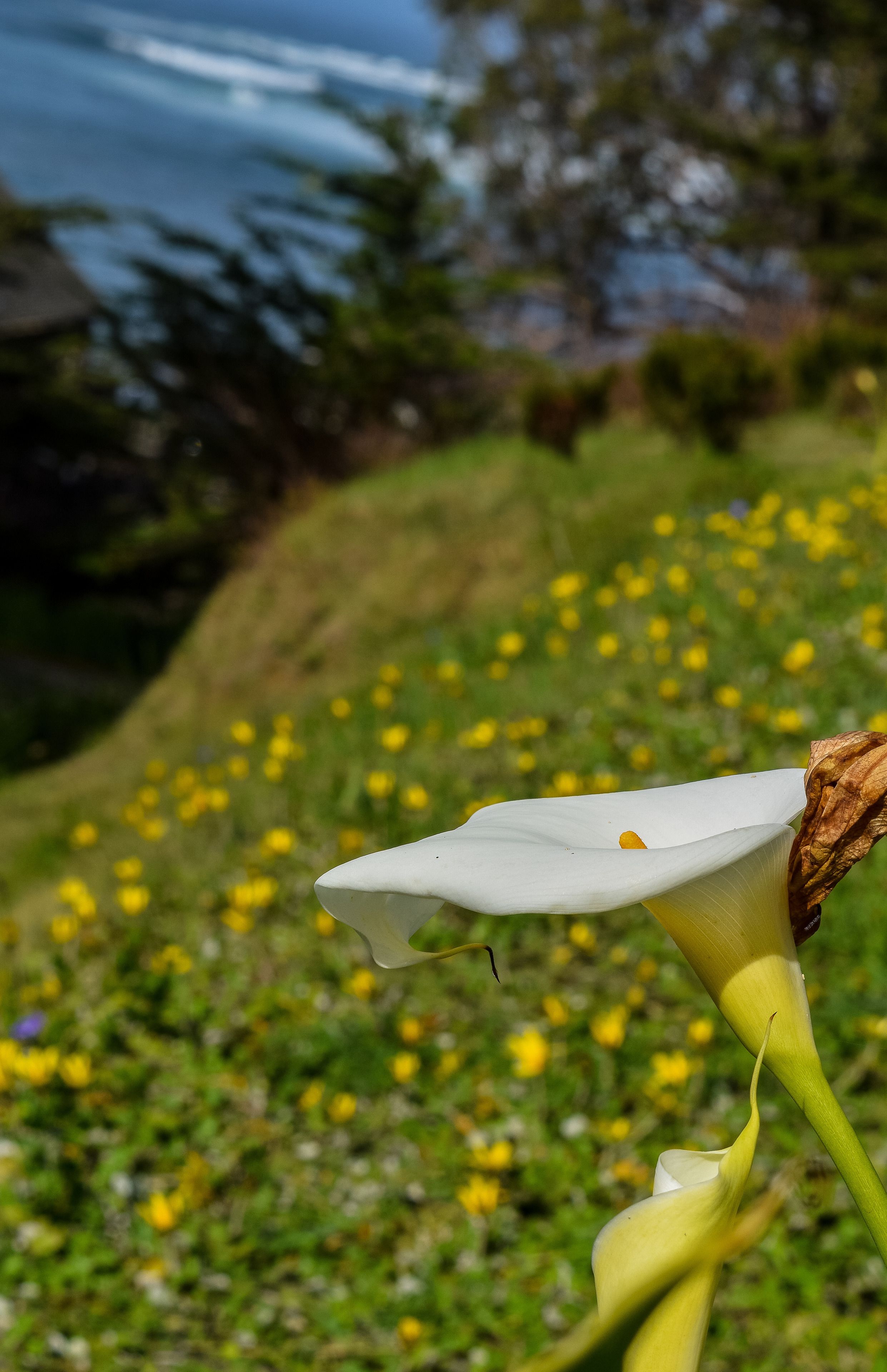 Primer plano de una flor blanca con tallo marrón, sobre un fondo de follaje verde y flores amarillas.
