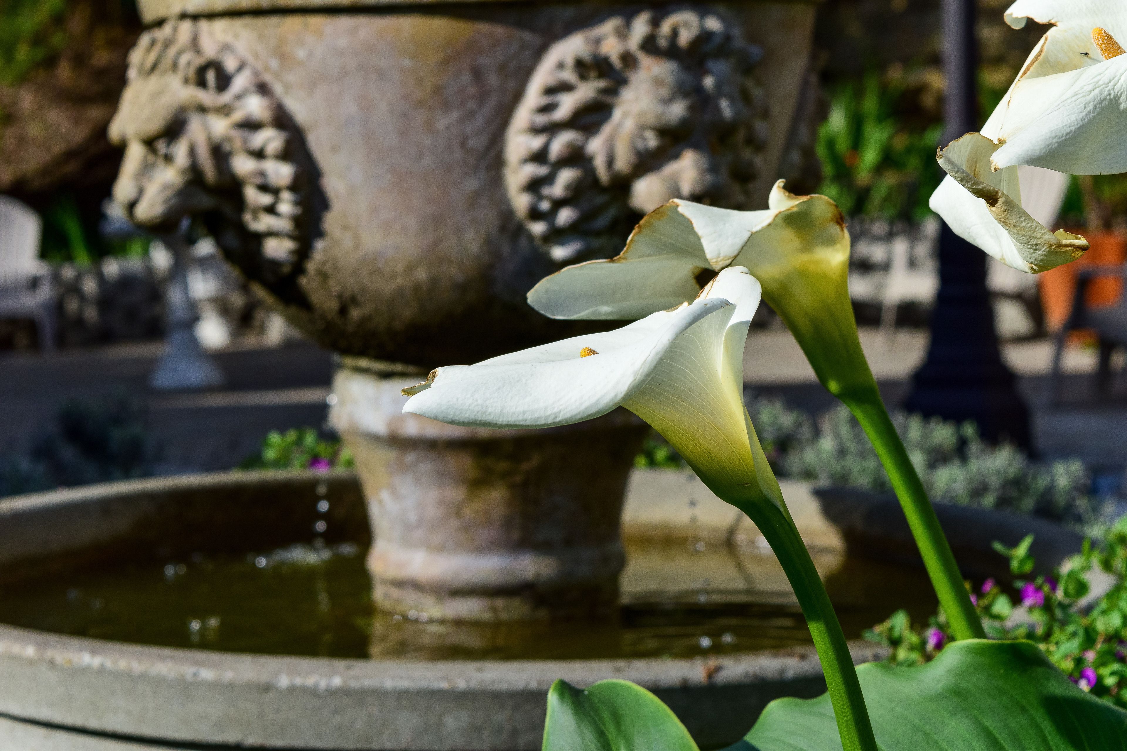 romantic and peaceful king with partial ocean view | garden