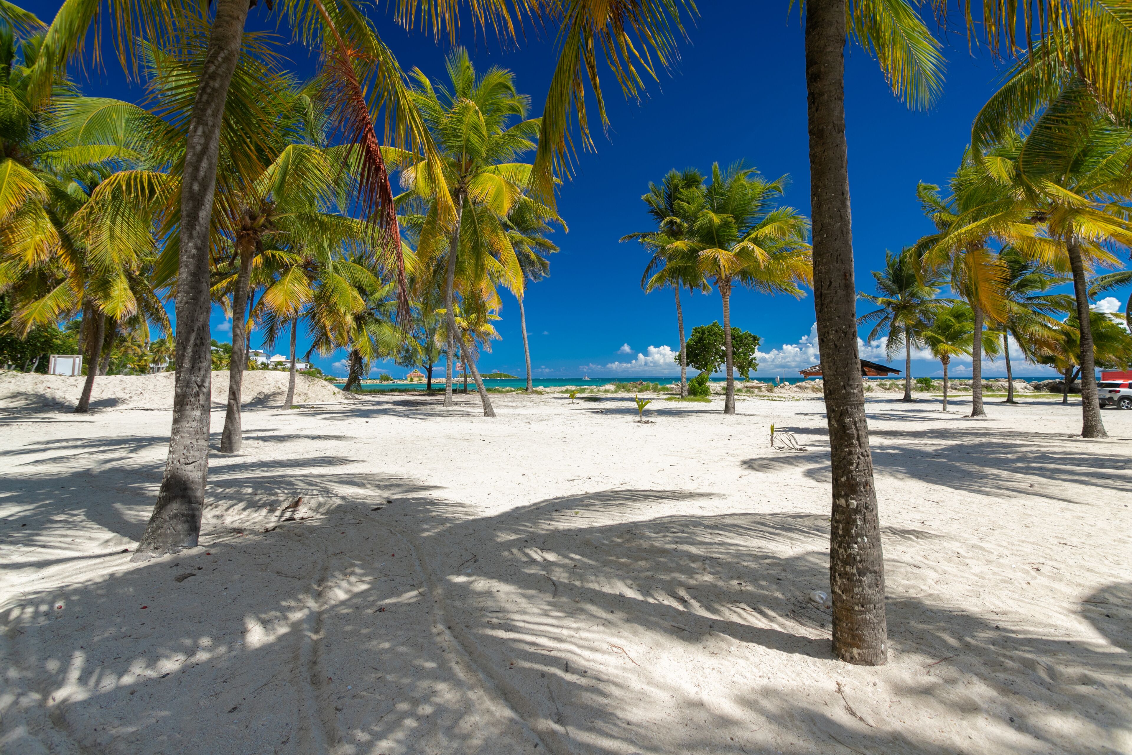 Een zandstrand met palmbomen en een helderblauwe lucht.