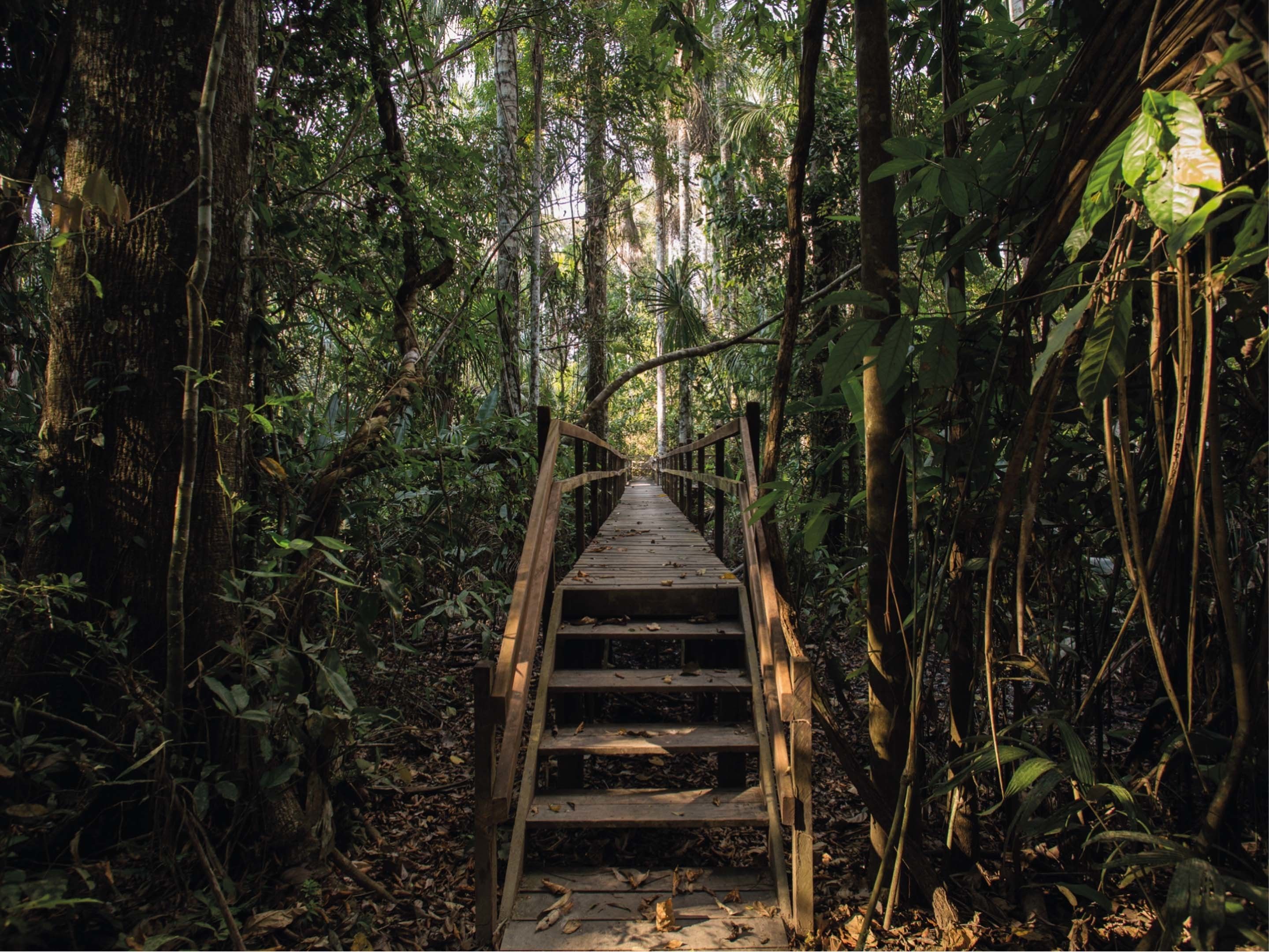 Un escalier en bois qui traverse une forêt dense.