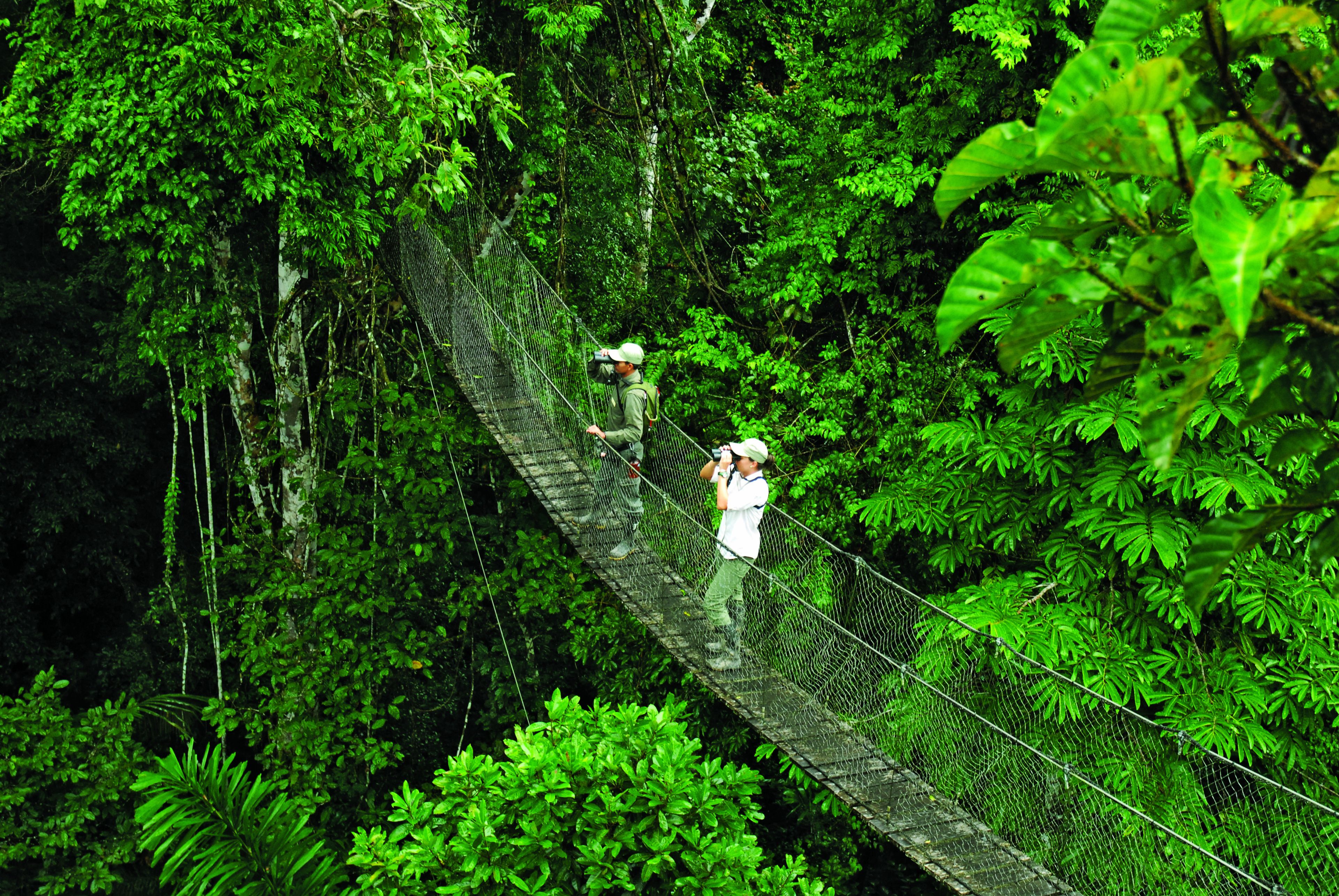 A suspension bridge in a dense forest.