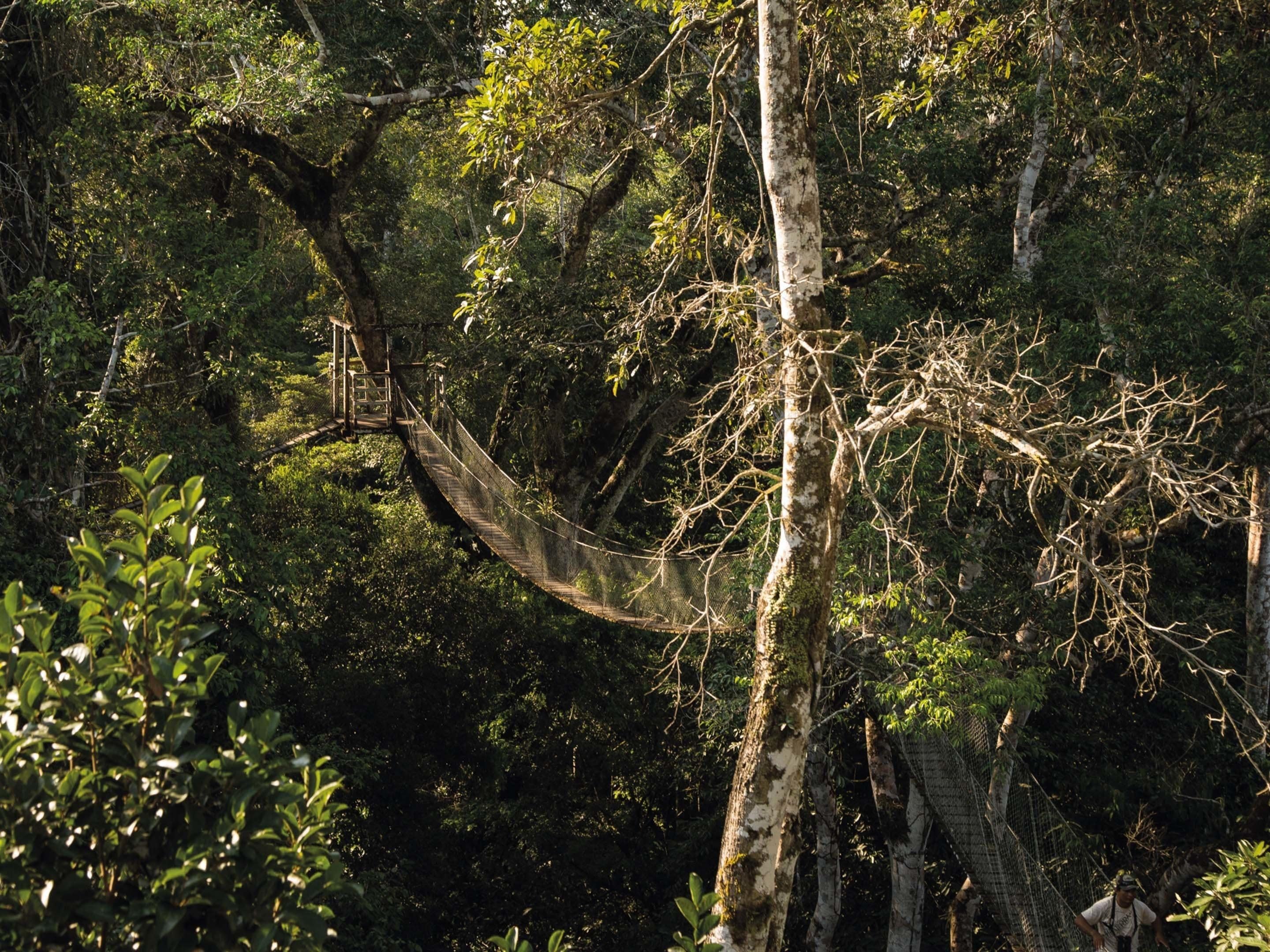 A suspension bridge in a forested area.
