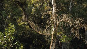 A suspension bridge in a forested area.
