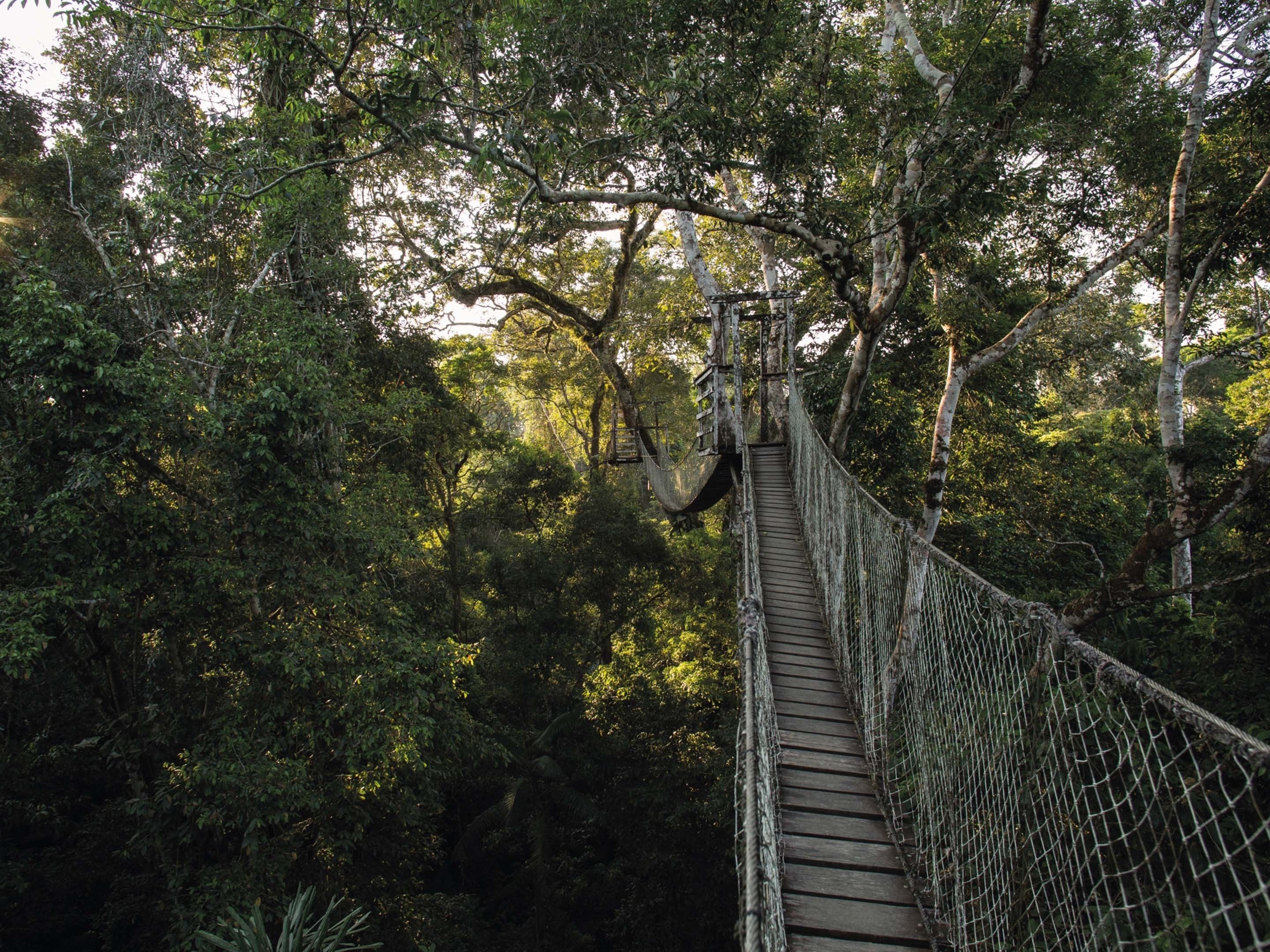 A suspension bridge in a forested area.