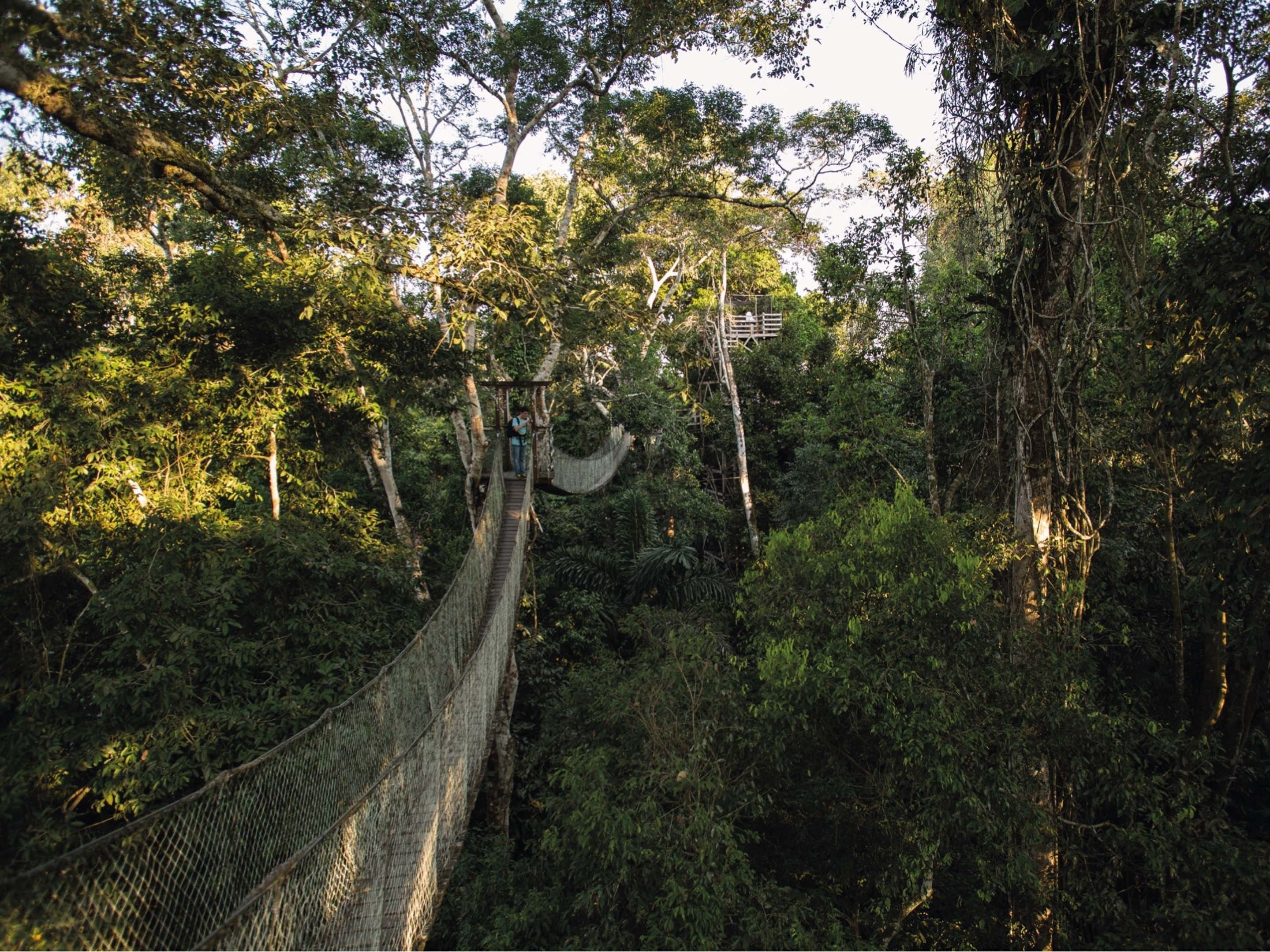 Un puente colgante en un bosque frondoso.