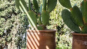 Una planta de cactus en una maceta de terracota, un banco de madera y un sofá beige en un espacio al aire libre.