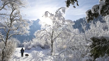 Un sendero nevado en un bosque con una persona y un perro.
