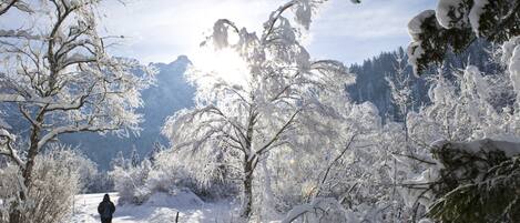 Un sendero nevado en un bosque con una persona y un perro.