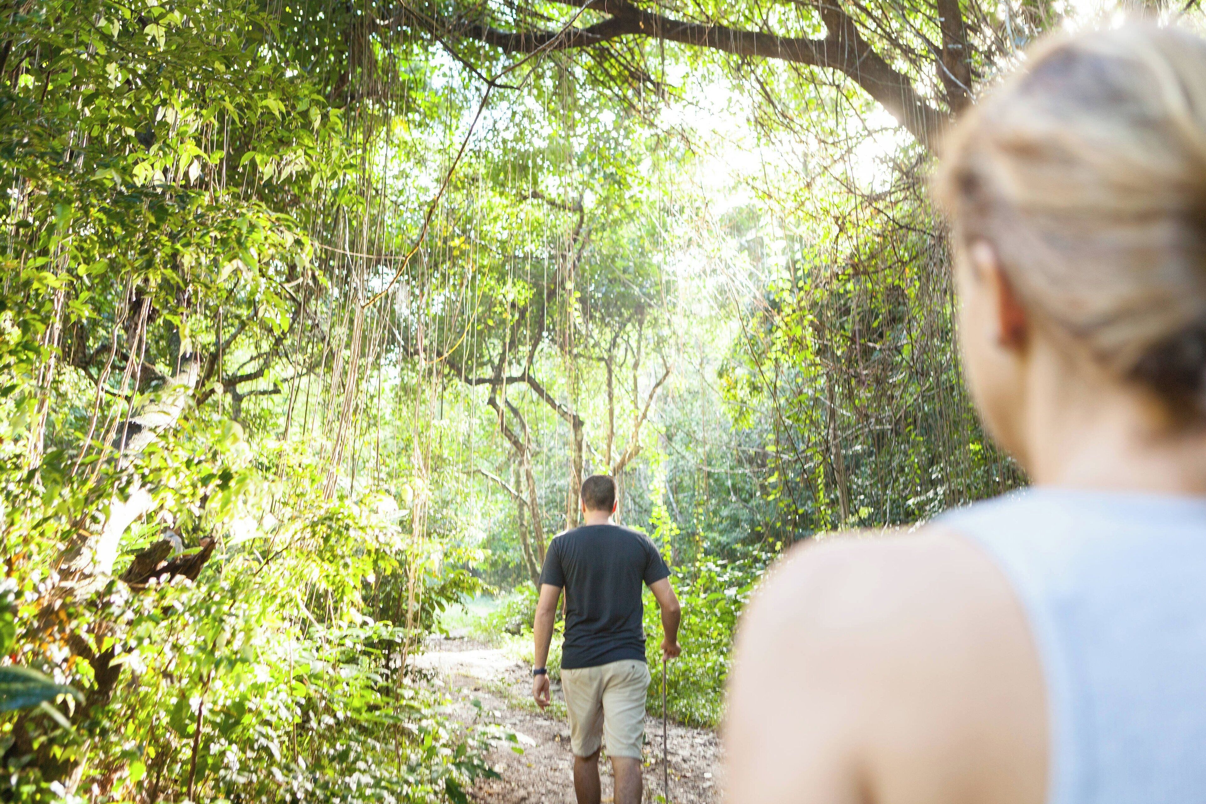 A forest path with a person walking away from the camera.