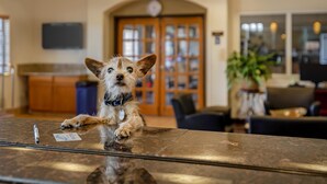 Un chien est assis sur le comptoir d’accueil du hall d’un hôtel, avec une porte en bois et un téléviseur en arrière-plan.