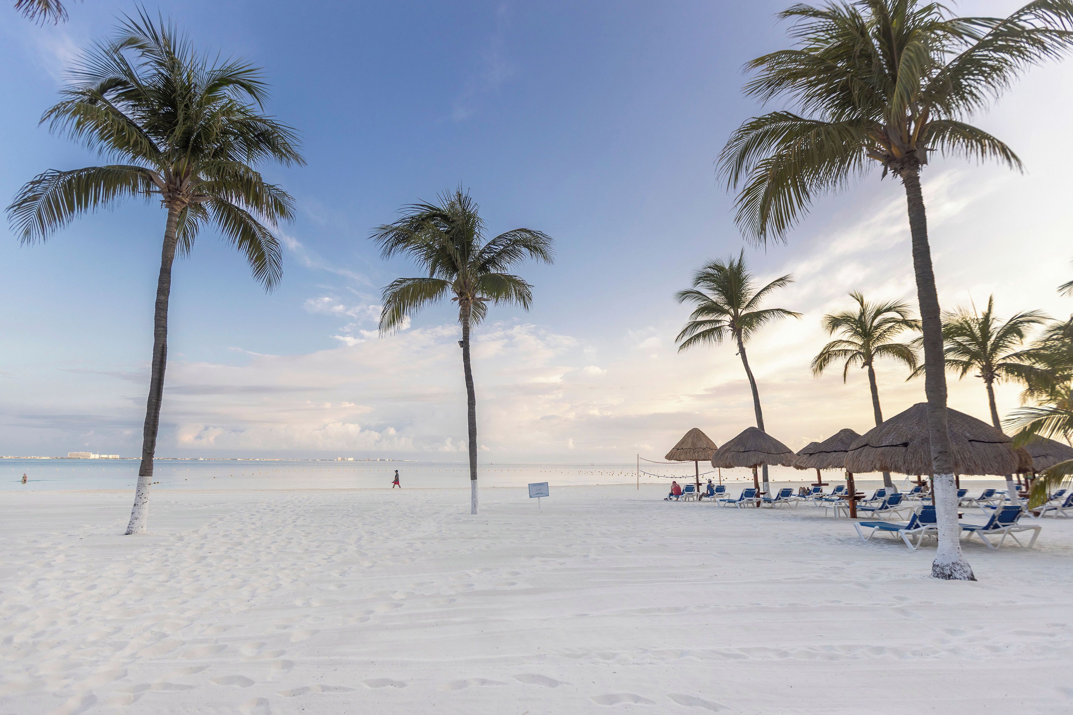 Ein Strand mit Palmen, Liegestühlen und Reetdachschirmen.