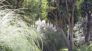 Um jardim com diversas plantas e árvores, incluindo gramíneas altas e arbustos floridos.