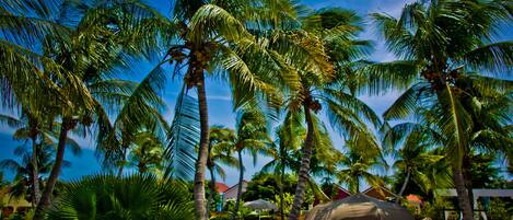 Outdoor pool, free pool cabanas, pool umbrellas