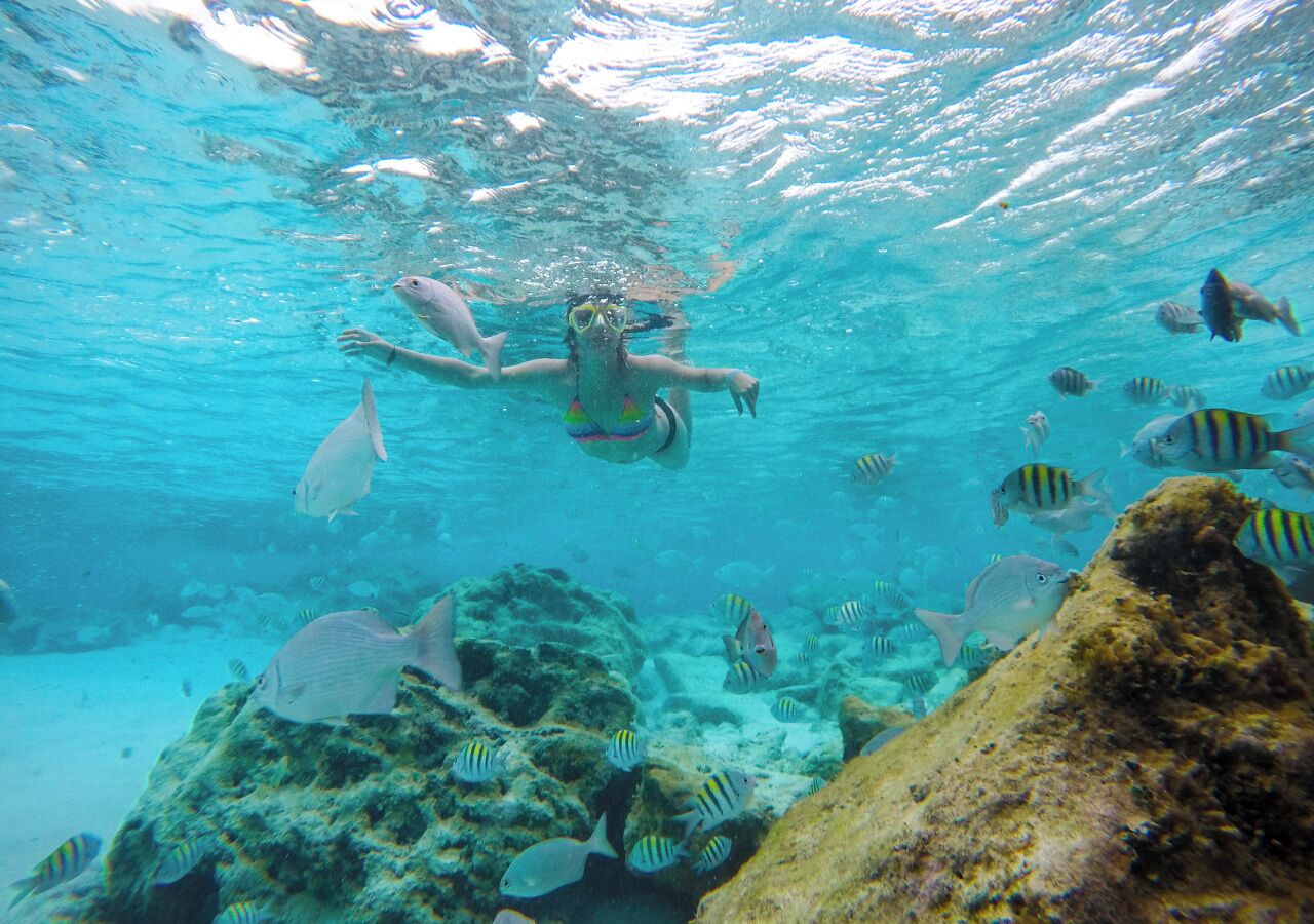 An underwater scene with a person swimming among various fish and coral formations.