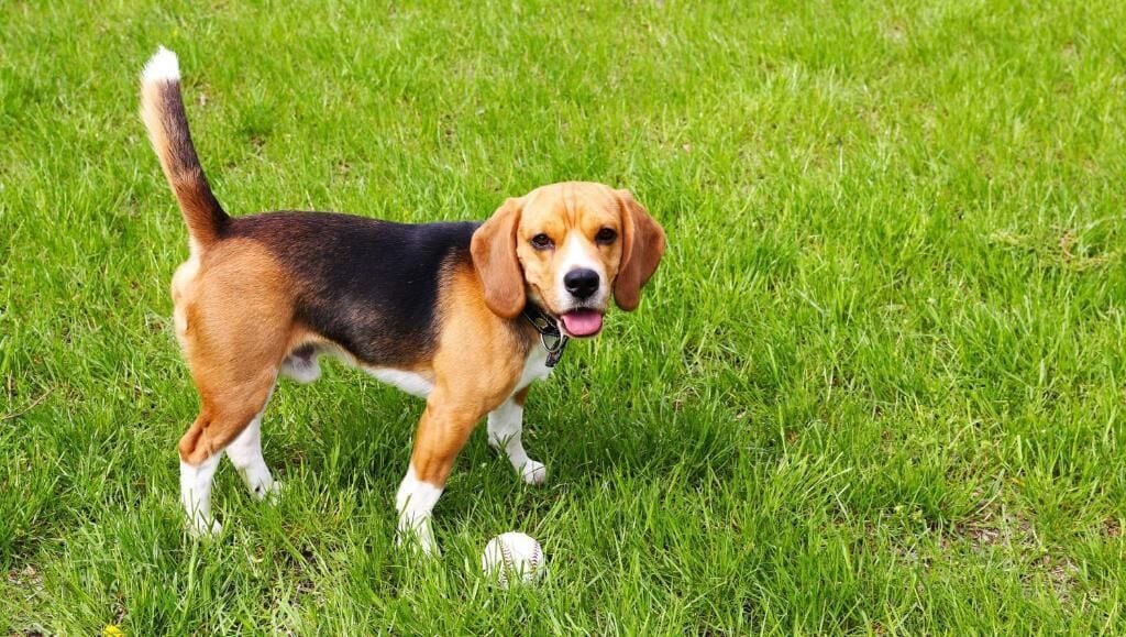 A beagle dog standing on grass with a ball at its feet.