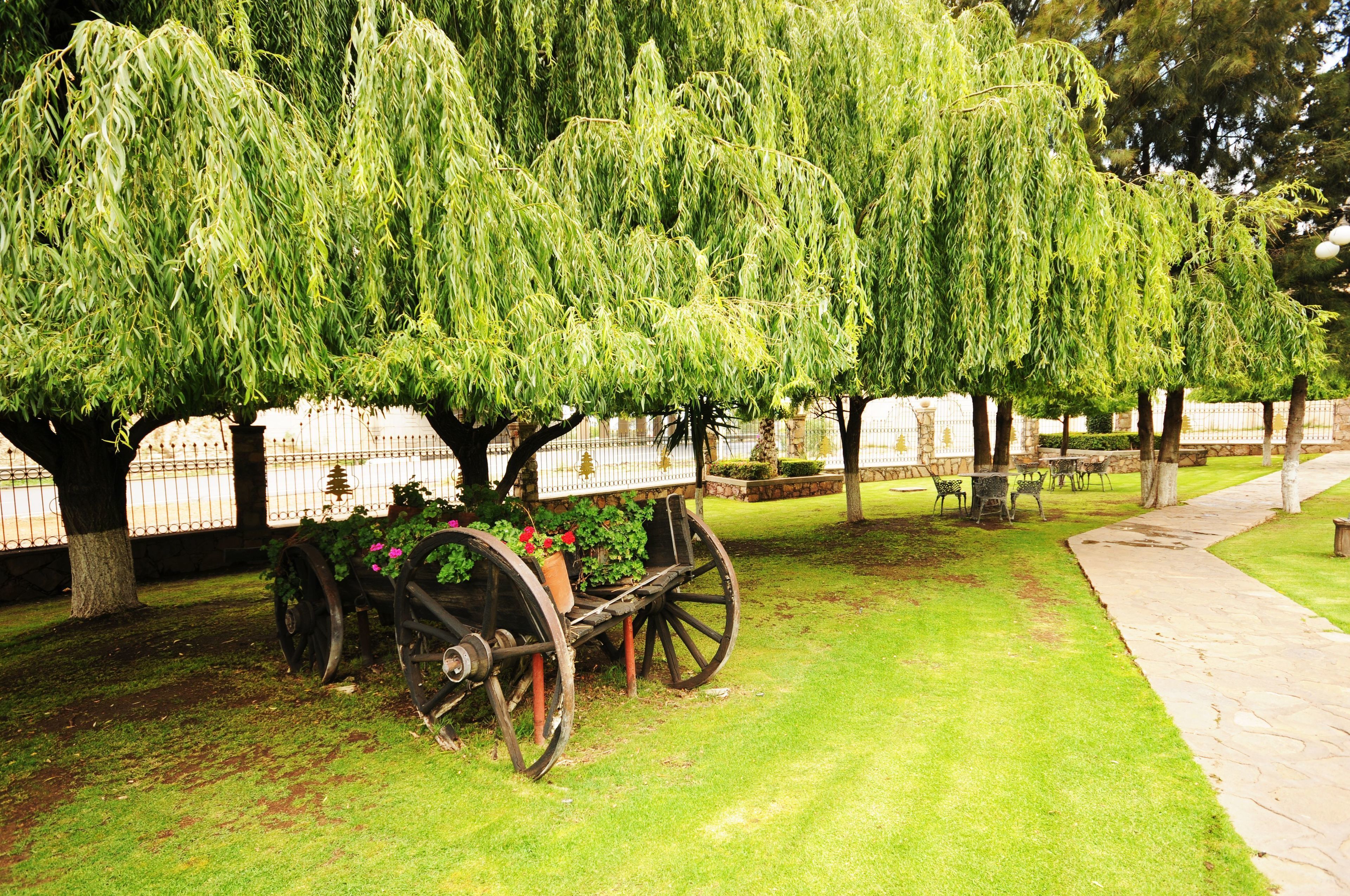 A park with a vintage carriage under willow trees, a paved walkway, and stone benches.