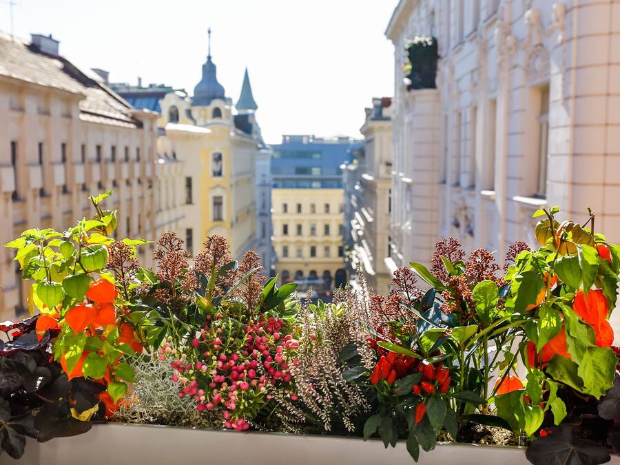 A balcony with a variety of plants and flowers, overlooking a street with historic buildings.