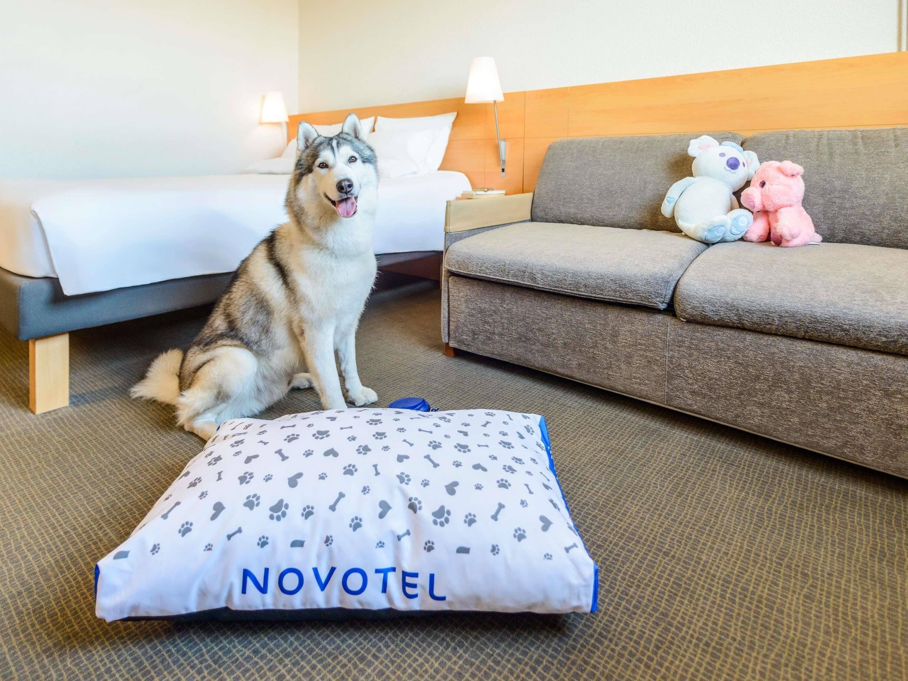 Una habitación de hotel con una cama, un sofá, un perro y un peluche.