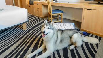 Una habitación de hotel con cama, escritorio, silla y un perro grande acostado sobre una alfombra a rayas.