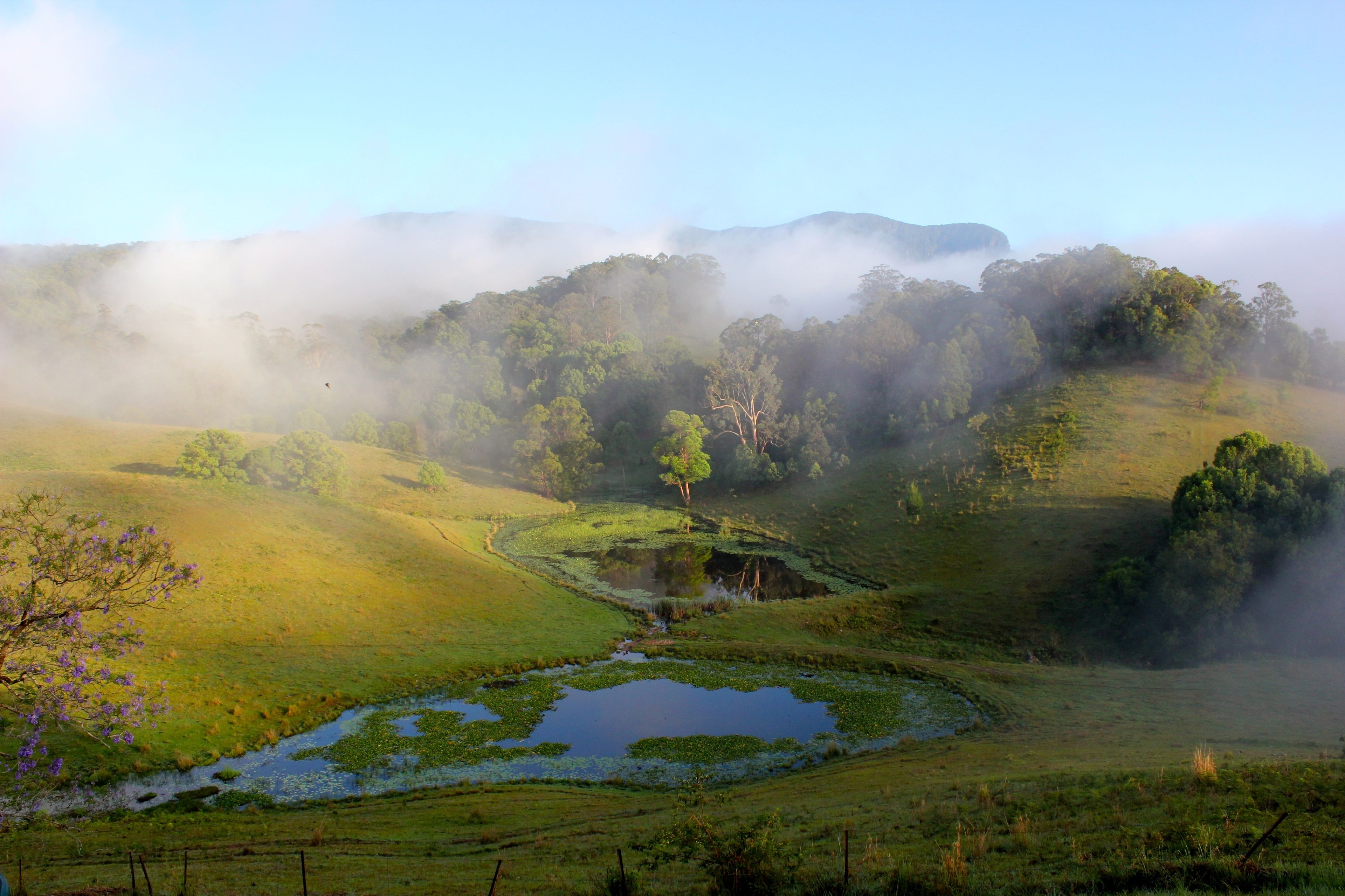 Un paysage brumeux avec un petit étang, entouré d’une végétation luxuriante et d’arbres.