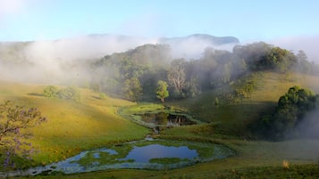 Un paysage brumeux avec un petit étang, entouré d’une végétation luxuriante et d’arbres.