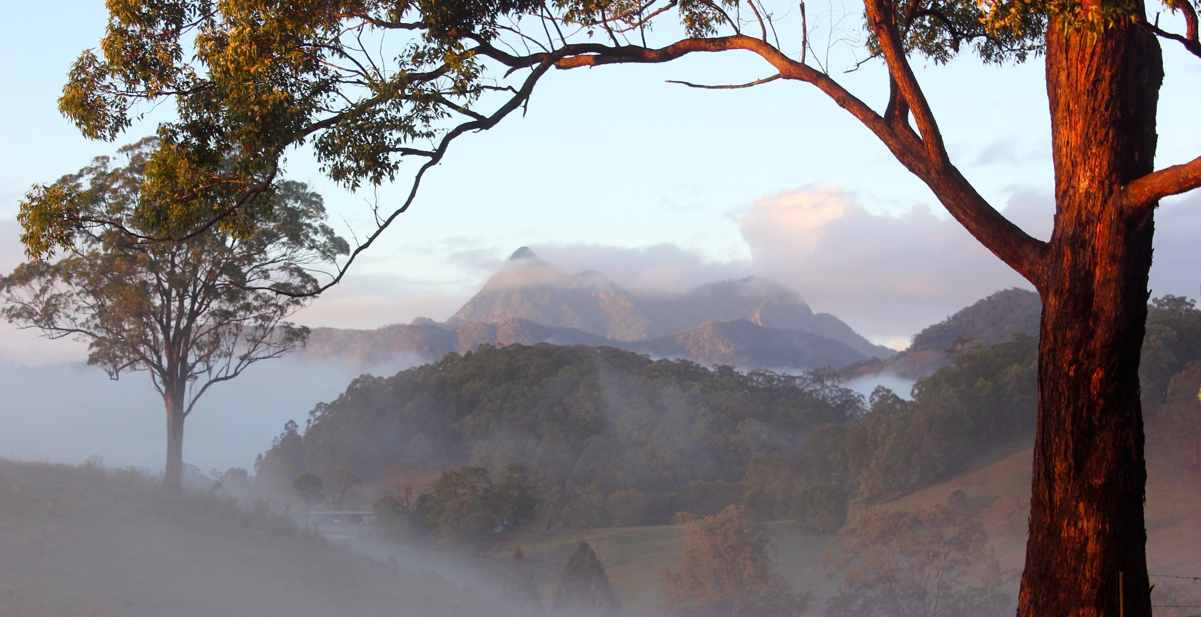 A mountainous landscape with a prominent tree in the foreground and a misty background.