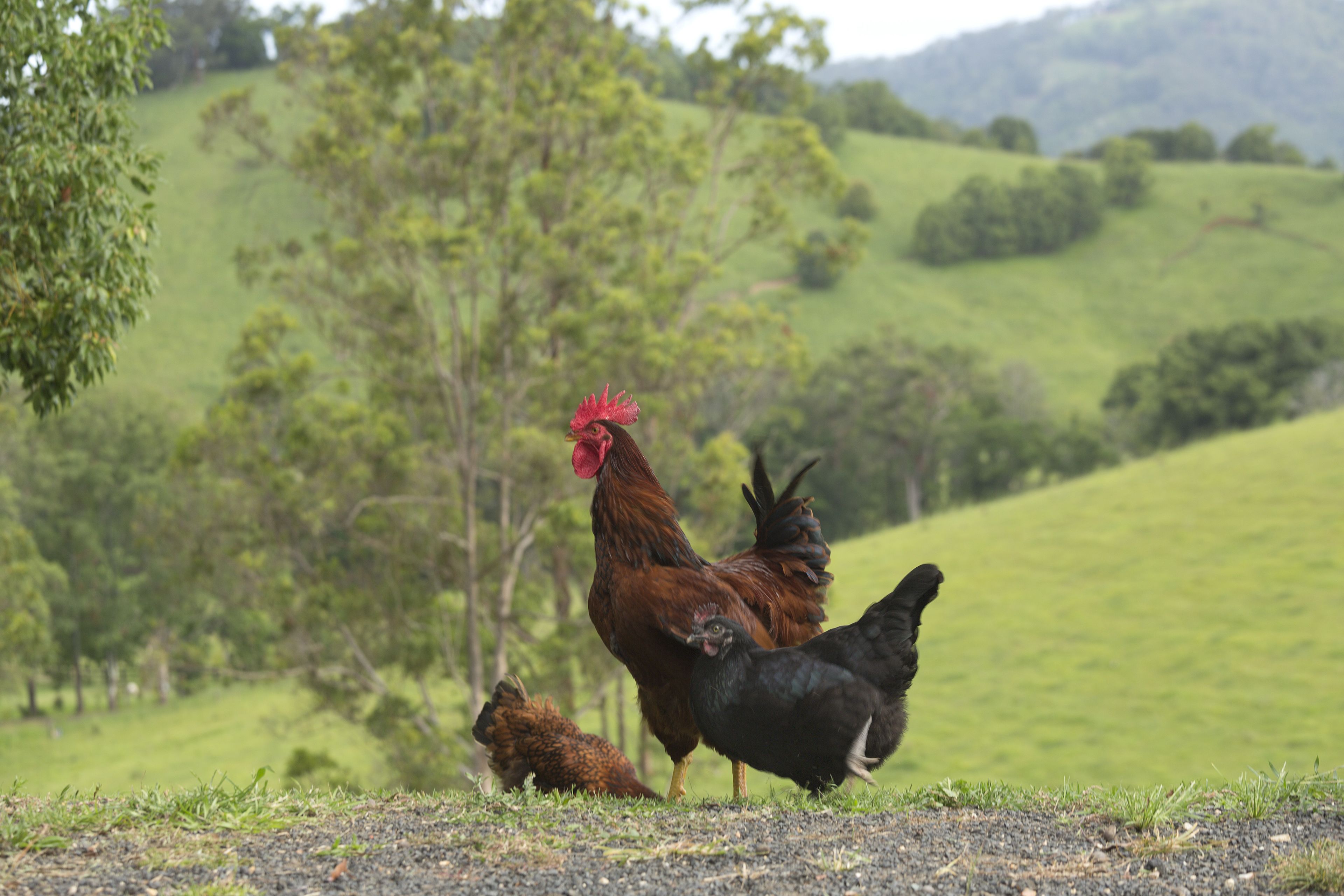 A rural landscape with a rooster and two chickens on a grassy field.