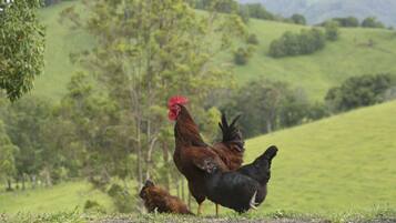 A rural landscape with a rooster and two chickens on a grassy field.