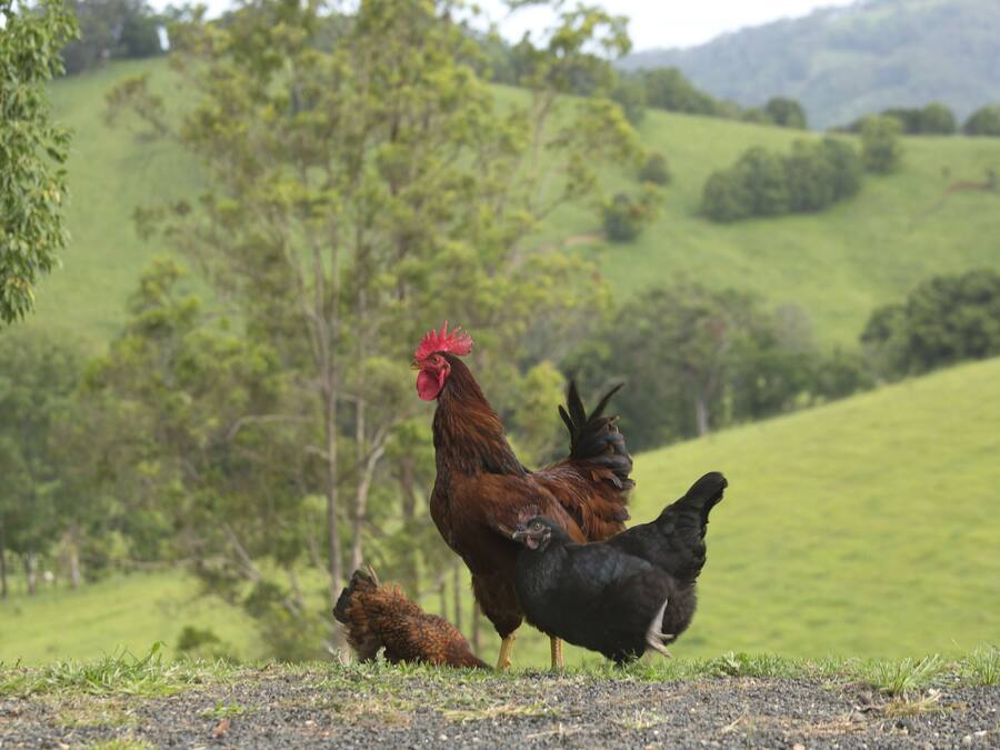 A rural landscape with a rooster and two chickens on a grassy field.