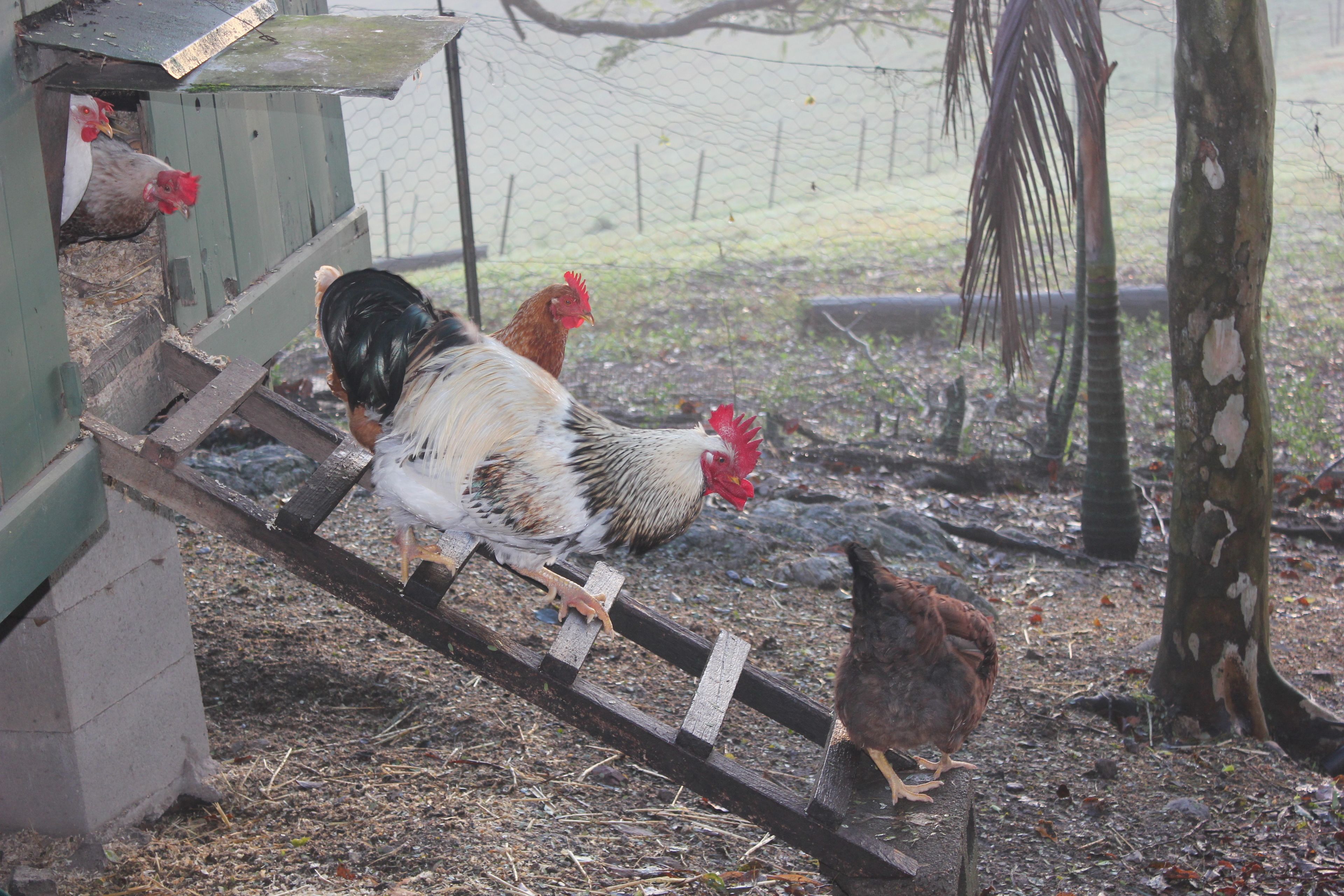 A chicken coop with a ramp leading to the entrance, surrounded by trees and a wire fence.