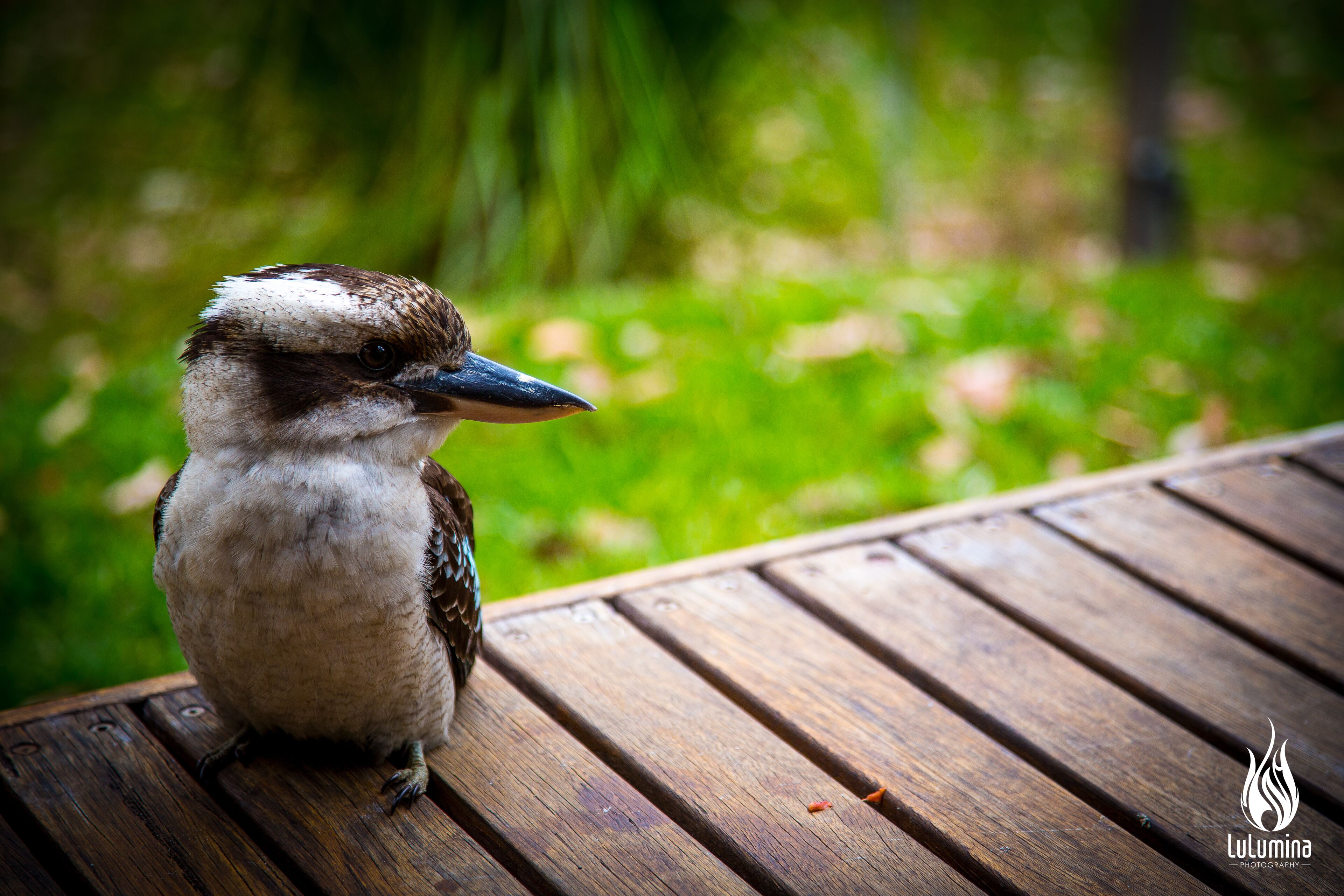 A bird perched on a wooden surface.