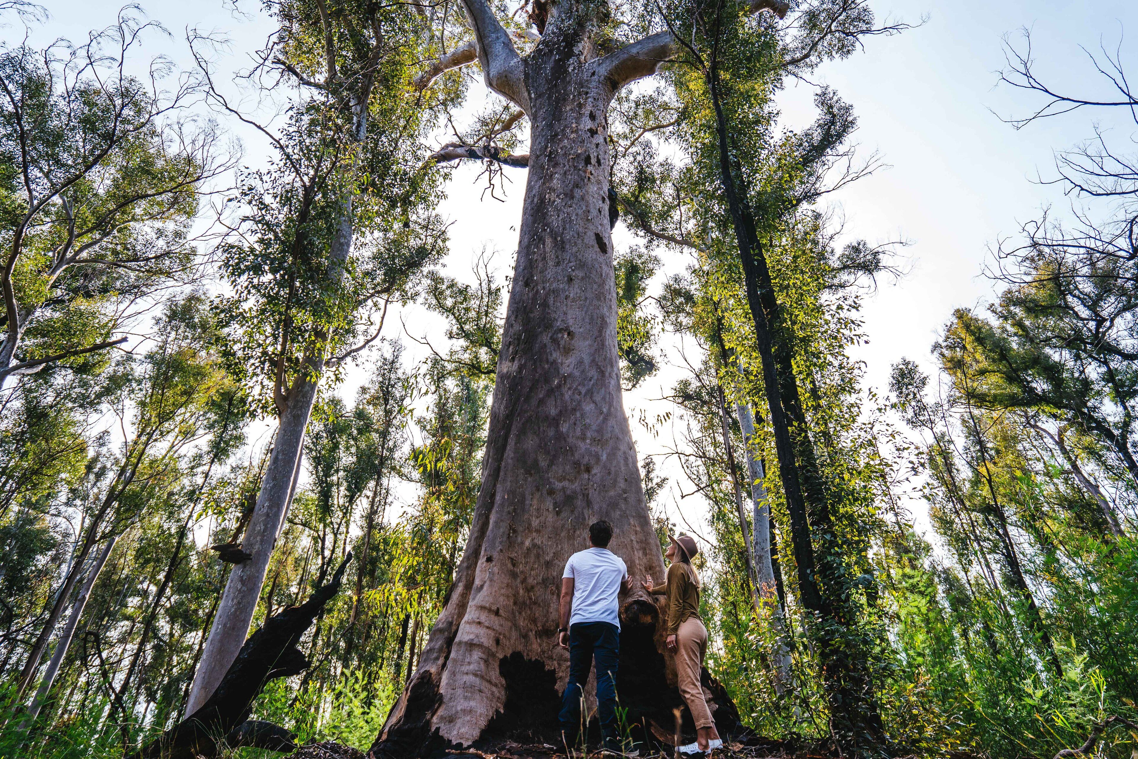 Un árbol grande en un bosque.